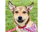 Adopt CoCo a German Shepherd Dog, Terrier