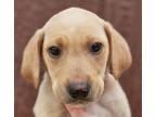 Adopt Dena a Labrador Retriever, Hound