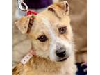 Adopt Cheesecake a Terrier