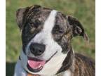 Adopt Stella a Mountain Cur, Terrier