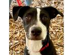 Adopt Macy a Labrador Retriever, Terrier