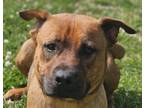 Adopt Mystic a Black Mouth Cur, Terrier