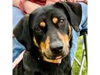 Adopt Lady a Coonhound, Terrier