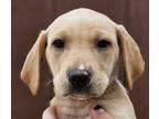 Adopt Darcy a Labrador Retriever, Hound