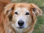 Adopt Korra a Golden Retriever