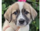 Adopt Ping a Great Pyrenees, Terrier