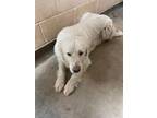 Adopt Scarlett a Great Pyrenees