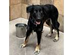 Adopt Patty a Border Collie, Shepherd