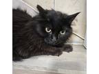 Adopt Meg a Domestic Short Hair