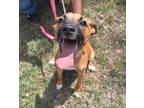 Adopt ROSIE a Black Mouth Cur