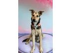 Adopt Clayzee a Australian Cattle Dog / Blue Heeler, Australian Shepherd