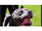 Adopt Gypsi a Pit Bull Terrier