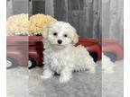 Havanese PUPPY FOR SALE ADN-784695 - Harry