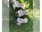 French Bulldog PUPPY FOR SALE ADN-784698 - Lola