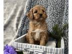 Cavapoo PUPPY FOR SALE ADN-784704 - Mini Cavapoo Puppy Male