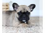 French Bulldog PUPPY FOR SALE ADN-784709 - French Bulldog