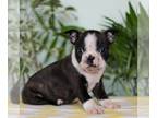 Boston Terrier PUPPY FOR SALE ADN-784711 - ACA Boston Terrier