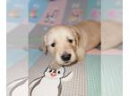 Golden Retriever PUPPY FOR SALE ADN-784712 - Golden Retrievers