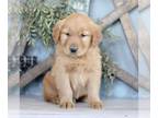 Golden Retriever PUPPY FOR SALE ADN-784720 - AKC Golden Retriever