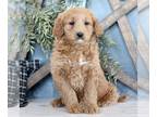 Goldendoodle (Miniature) PUPPY FOR SALE ADN-784722 - F1b Mini Goldendoodle