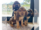 Bloodhound PUPPY FOR SALE ADN-784725 - AKC Registered Bloodhound Puppies