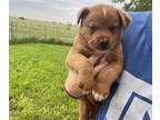 Miniature Australian Shepherd-Texas Heeler Mix PUPPY FOR SALE ADN-784728 -