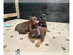 Doberman Pinscher PUPPY FOR SALE ADN-784730 - European Doberman Puppies