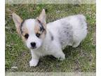 Pembroke Welsh Corgi PUPPY FOR SALE ADN-784732 - Corgi puppy looking for her