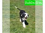 Sheepadoodle PUPPY FOR SALE ADN-784735 - Dublin