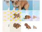 Goldendoodle (Miniature) PUPPY FOR SALE ADN-784738 - F1B Mini Goldendoodles male