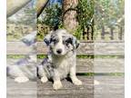 Aussiedoodle PUPPY FOR SALE ADN-784742 - Blue