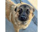 Adopt Sy a Shar-Pei, Australian Shepherd