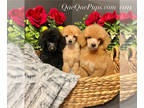 Poodle (Standard) PUPPY FOR SALE ADN-784758 - Quality Poodle Pups