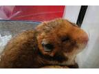 Adopt Mercury a Hamster