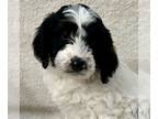 Bernedoodle (Miniature) PUPPY FOR SALE ADN-784763 - Mini Bernedoodle