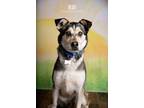 Adopt Rudi a Husky