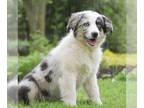 Miniature Australian Shepherd PUPPY FOR SALE ADN-784780 - ASDR Mini Australian