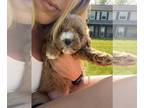 Goldendoodle-Poodle (Miniature) Mix PUPPY FOR SALE ADN-784788 - Micro Mini