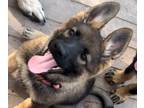 German Shepherd Dog PUPPY FOR SALE ADN-784792 - Two pretty little females