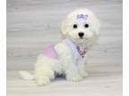 Bichon Frise PUPPY FOR SALE ADN-784794 - Small Bichon Frise Puppy For Sale