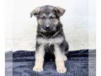 German Shepherd Dog PUPPY FOR SALE ADN-784811 - German Shepherd