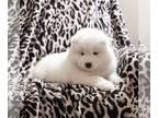 Samoyed PUPPY FOR SALE ADN-784819 - AKC Samoyed