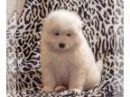 Samoyed PUPPY FOR SALE ADN-784820 - AKC Samoyed