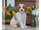 Poodle (Miniature)-Poodle (Standard) Mix PUPPY FOR SALE ADN-784822 - AKC Moyen