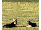 German Shepherd Dog PUPPY FOR SALE ADN-784830 - Two German Shepherd Puppies