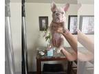 French Bulldog PUPPY FOR SALE ADN-784835 - Bleu Merle French Bulldog