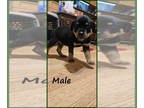 Rottweiler PUPPY FOR SALE ADN-784837 - Rogers Rotties litter of 9