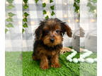 YorkiePoo PUPPY FOR SALE ADN-784844 - Jack