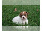 Jack-Rat Terrier PUPPY FOR SALE ADN-784851 - Jack Rat Terrier