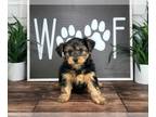 Yorkshire Terrier PUPPY FOR SALE ADN-784852 - Boots